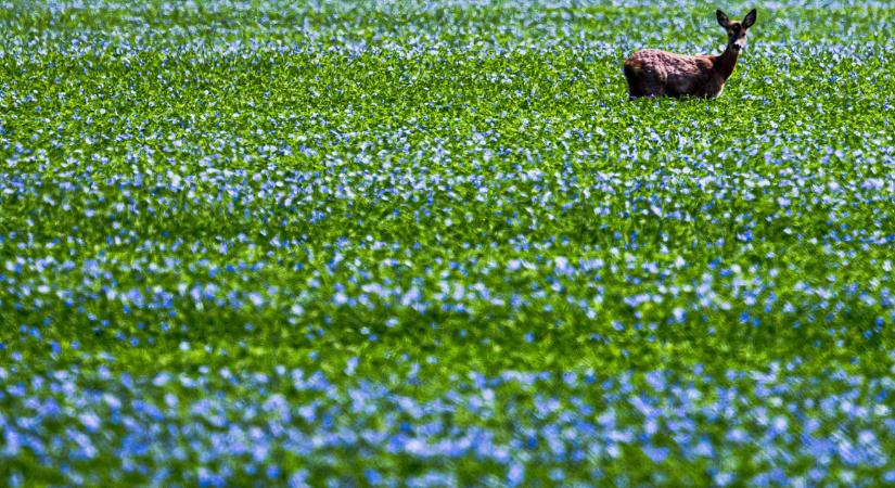 Lassan a fél országot Mészáros Lőrinc locsolhatja