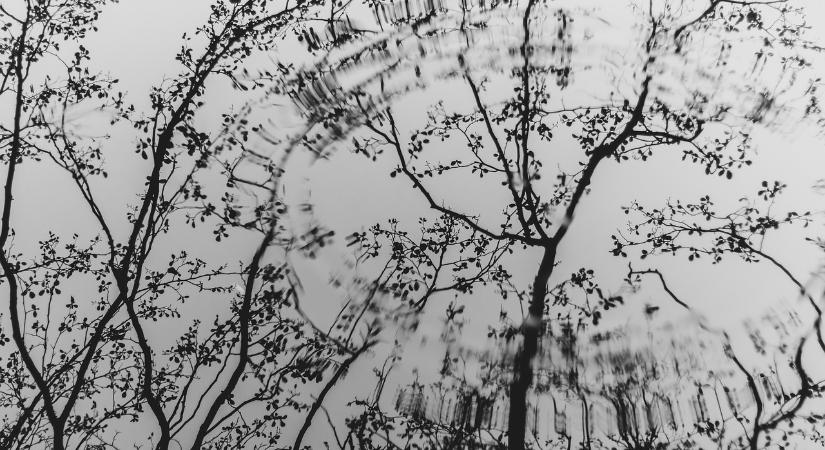 Megváltoztak az Örökerdő kezelési terv kidolgozásának szabályai