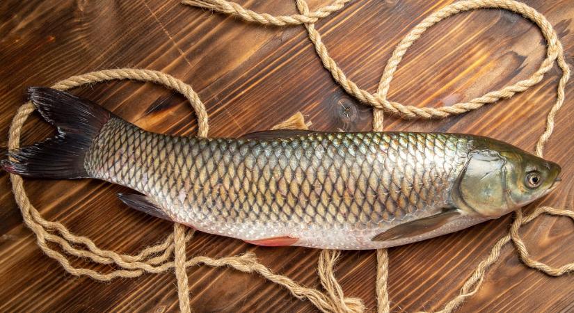Idén sem drágul a karácsonyi hal