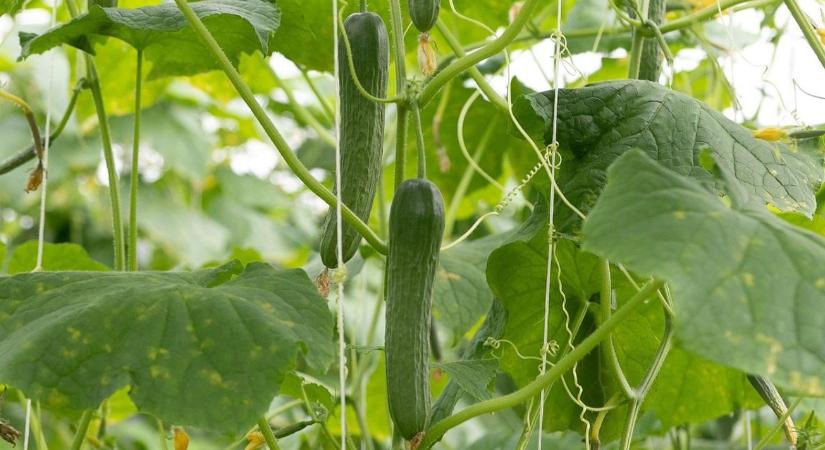 Uborkapiac 2025: miért csökkennek az árak a jó terméshozamok ellenére?