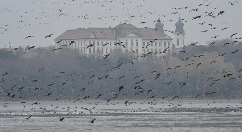 Veszélyben az idei Tatai Vadlúd Sokadalom