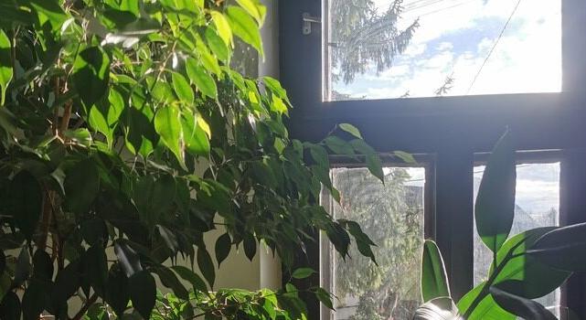 ÖT HÓNAP SZOBAFOGSÁG – Stresszelnek a növények