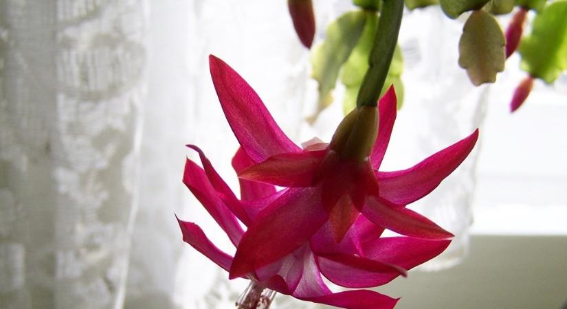 A virág, ami túlélte a gyereket, az unokát és még a rendszerváltást is