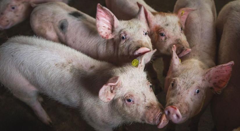 Elviselhetetlen, ami a vágóhídon folyik – a disznók visításától szenved a környék