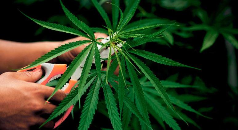 Drogültetvényt számoltak fel Borsodban