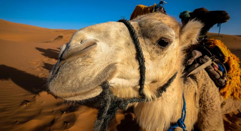 Tevetejipar: milliárdos üzlet és új agrártrend a Közel-Kelettől Amerikáig