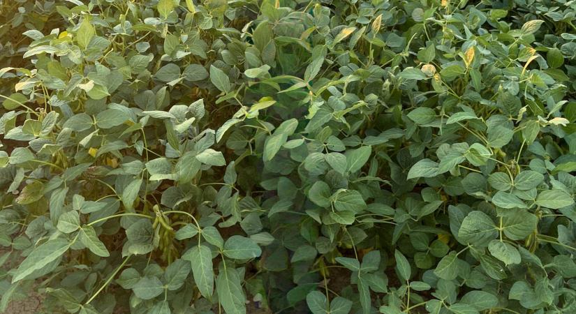 Korszerű szójafajták, megalapozott döntések