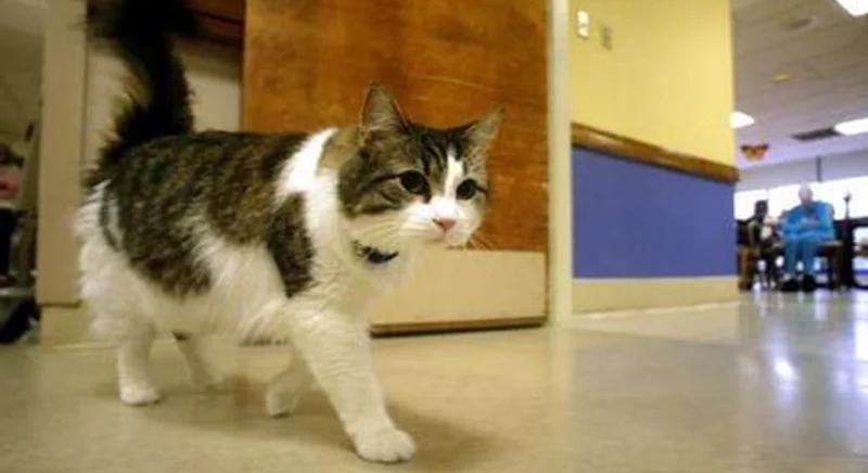 Oscar, a macska, aki képes megjósolni a halált  Videó!