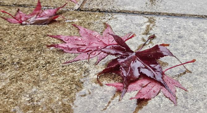 Bőséges csapadék fog öntözni, végre töltődhet a talaj