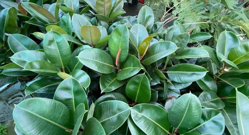 Kvíz a veszélyes növényekről: csak a profik válaszolnak hibátlanul