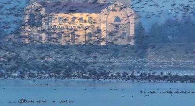 Tatai vadlúd sokadalom, 2025. november 29.