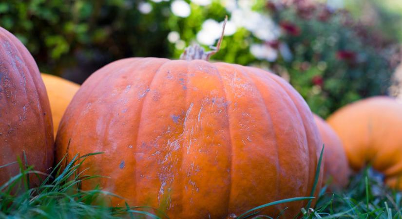 És még mindig sütőtök