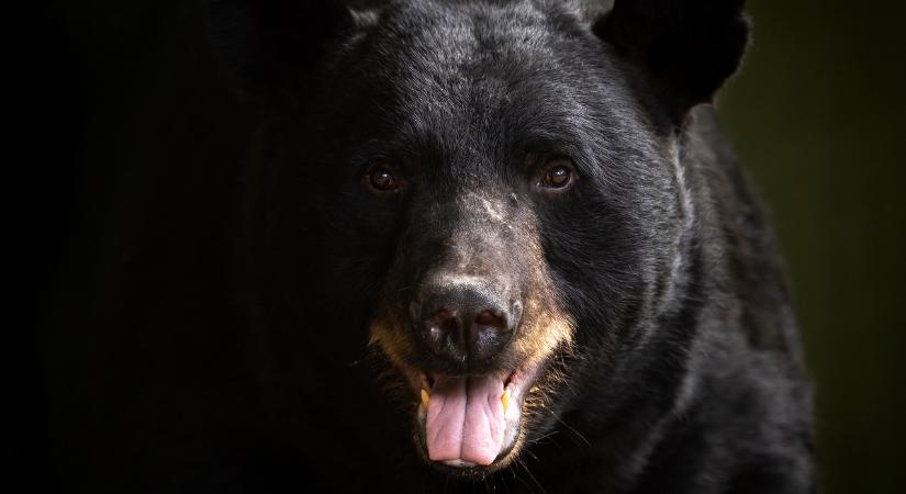 11 éves fiút vett üldözőbe egy medve, még a boltba is utána ment