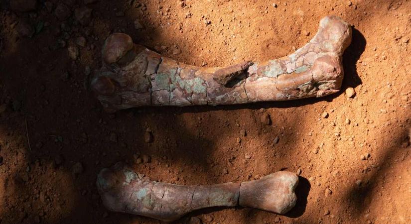 Elképesztő mennyiségű dinoszaurusz-csontot, -koponyát találtak Erdélyben