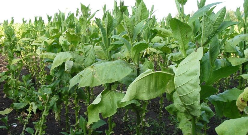 Lebukás: 58 kiló dohány, amit "csak úgy talált" a tulajdonos