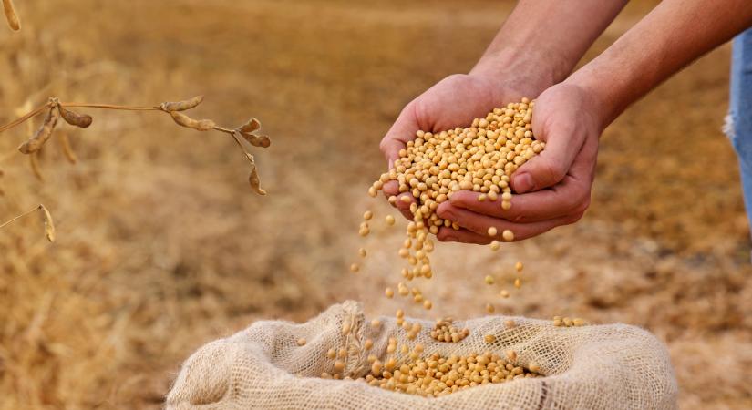 Döbbenetes hírek jöttek a szójapiacról: mégis, mi folyik ott?