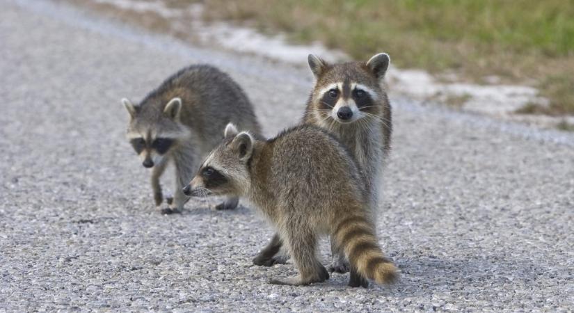 Elkezdtek háziasodni a mosómedvék