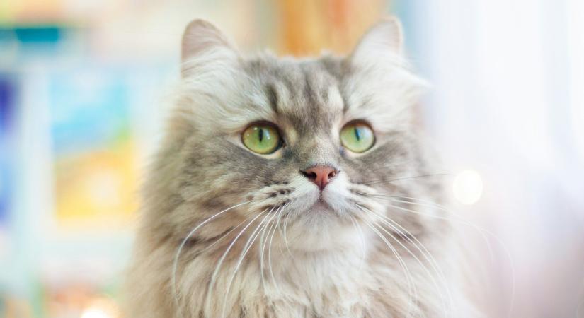 3 helyzet, amiben a cicák rettentően megijednek – Kerüld, ha neked is van szőrmókod!