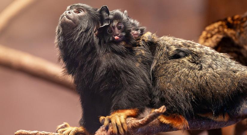 Arany, ami fénylik: gyönyörűségek születtek Debrecen állatkertjében