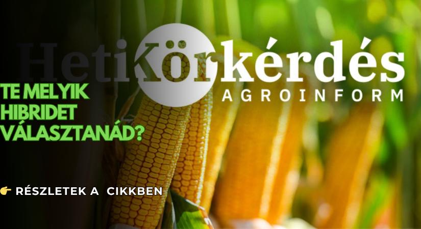 Előszezoni kukoricaajánlatok: Ön melyik hibridet választaná? – Heti Körkérdés