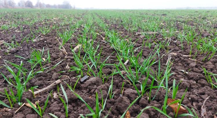 20 éves csúcson a magyar búzatermés; jövőre újabb rekord?