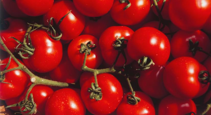 Rengeteg megy külföldre a magyar paradicsomból: ide viszik a javát