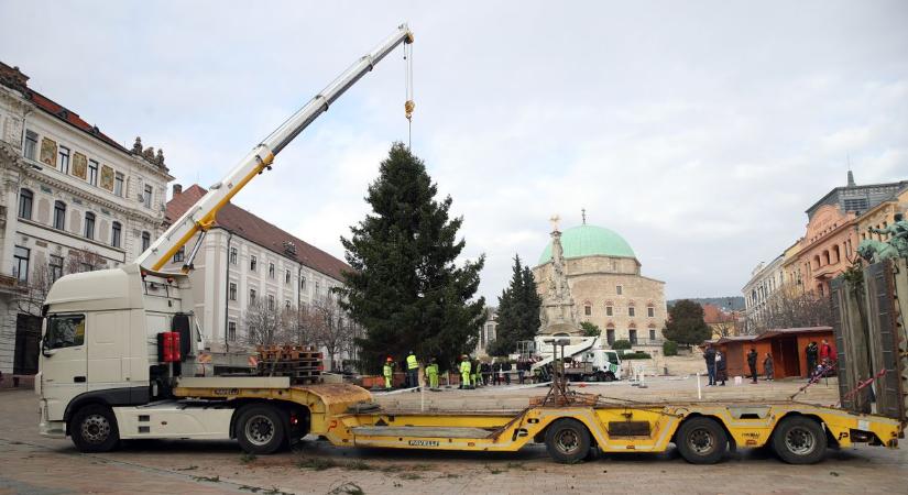 Megérkezett: elfoglalta helyét a mindenki karácsonyfája a Széchenyi téren! – (GALÉRIAVIDEÓ)