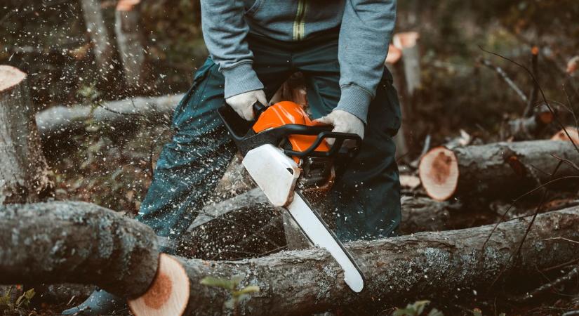 Kivágják a veszélyessé vált fákat Katonatelepen