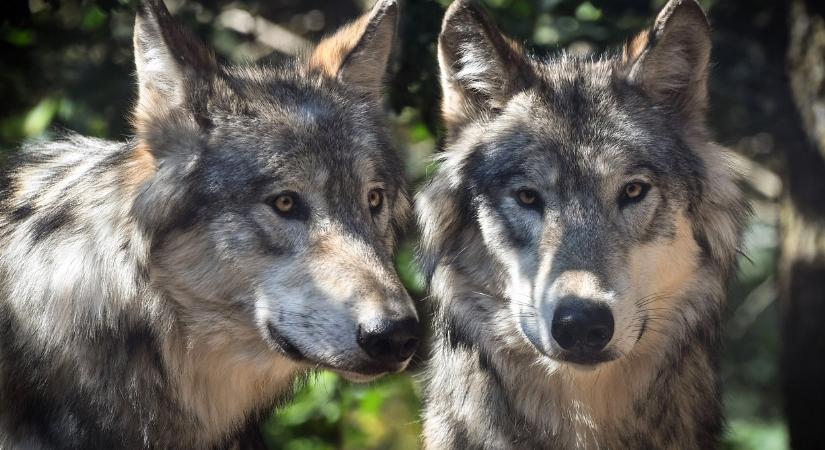 Egyre több a farkas ebben a vármegyében, segítségért kiáltanak a lakosok