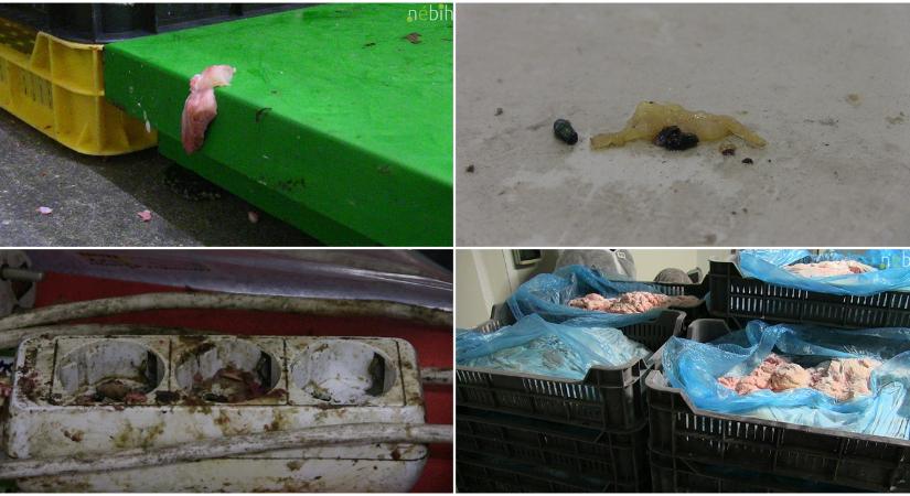 Gyomorforgató, amit a Nébih ezekben a húsüzemekben talált VIDEÓ