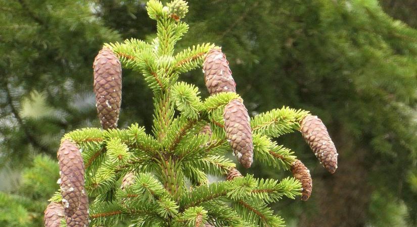 Fenyőt ültetne? Ezt a 3 szabályt tartsa be!