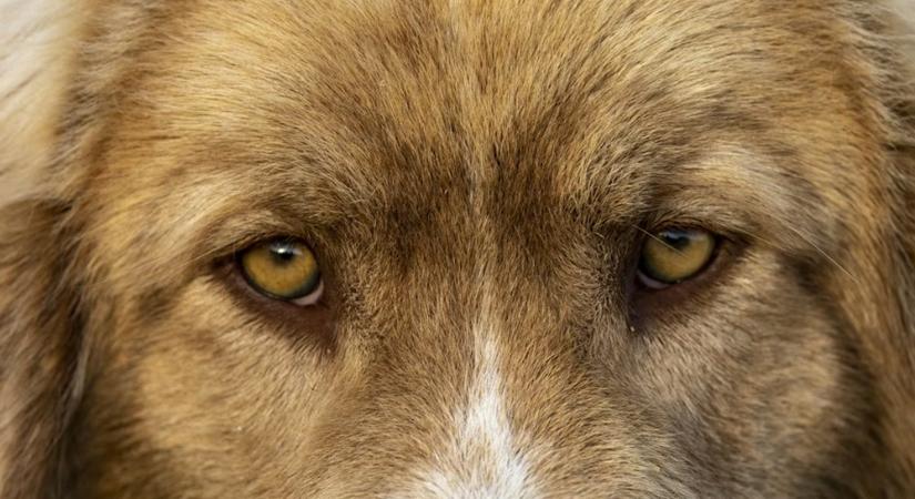 Látják a kutyák a szellemeket? – Vagy csak mi rémülünk halálra tőlük?