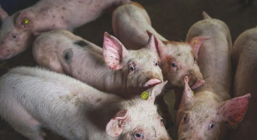 Disznóvágás az afrikai sertéspestis árnyékában? Mit lehet és hogyan?