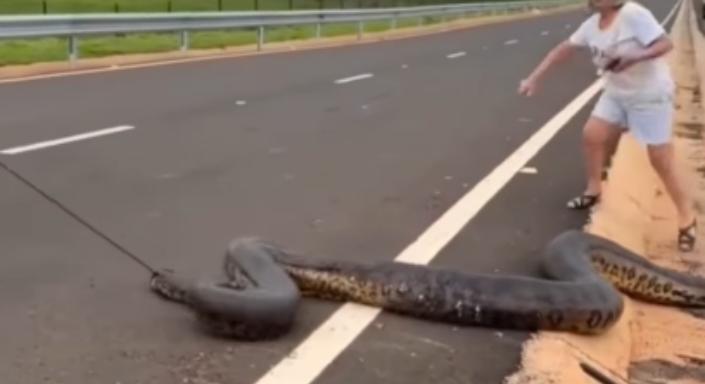 Elszabadult egy anakonda az autópályán, halált megvető bátorsággal segítettek rajta