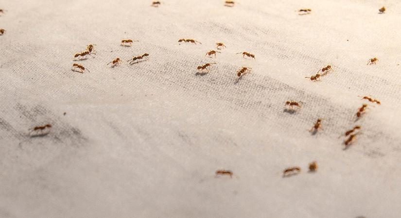 A leggyakoribb téli kártevők a tárolóban