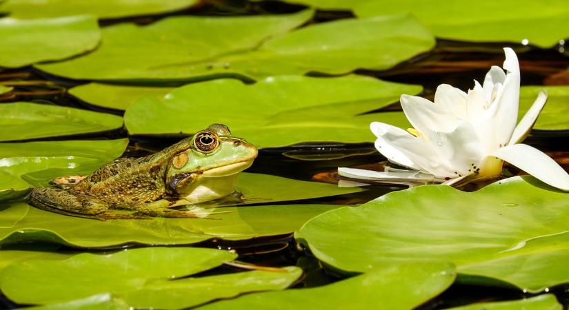 A kerti tó téli „élete” – mit nem látunk?