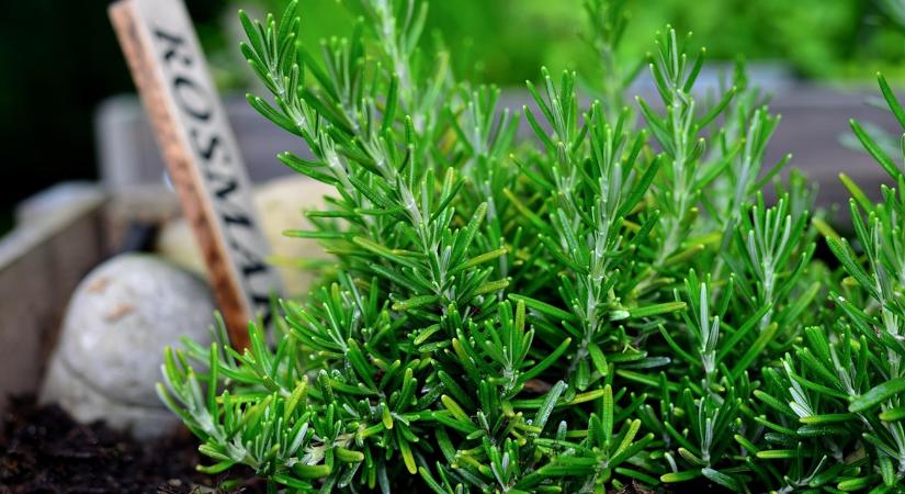 7 illat, ami télen is „kerti hangulatot” ad