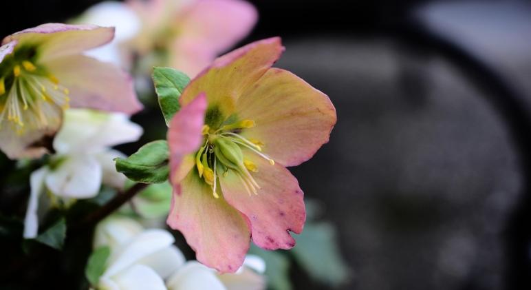 Fekete hunyor gondozása – mit szeret, mit nem, és mire kell odafigyelni?