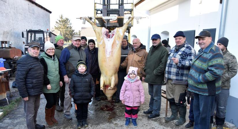 Veszélyben a disznóvágás? Legyünk figyelemmel!