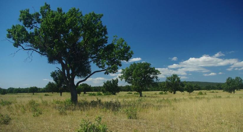 Az Év Élőhelye szavazáson három különleges táj közül választhatunk – Fejér vármegye is gazdag az ilyen élőhelyekben!