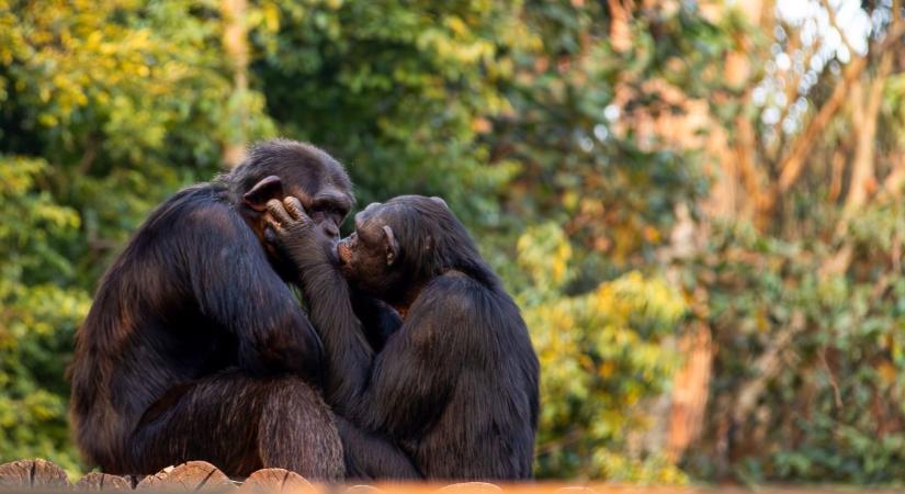 Megfejtették a tudósok: húszmillió évvel ezelőtt csattanhatott el az első csók