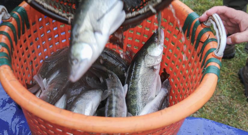 Két mázsa süllőt telepítettek a Csótóba