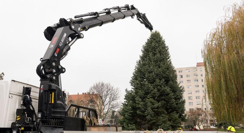 Impozáns karácsonyfát kapott a Felsőváros - 12 méteres óriás áll a téren