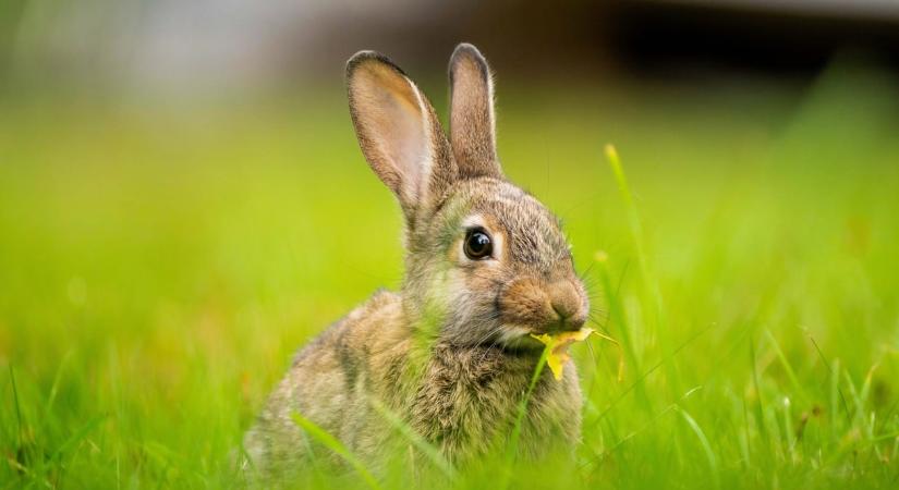 Úgy összeveszett a pár, hogy megöltek egy nyulat – a férfit letöltendőre ítélték