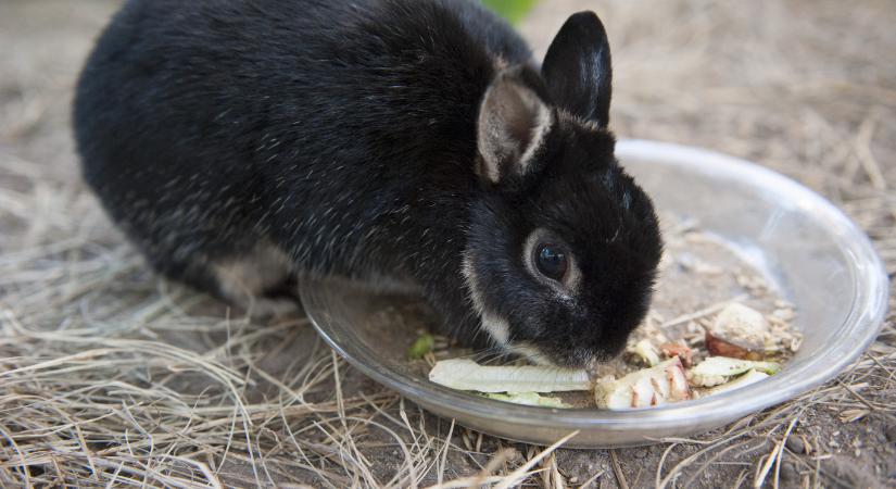 Elítéltek egy párt, mert szakítás közben agyonvertek egy nyulat