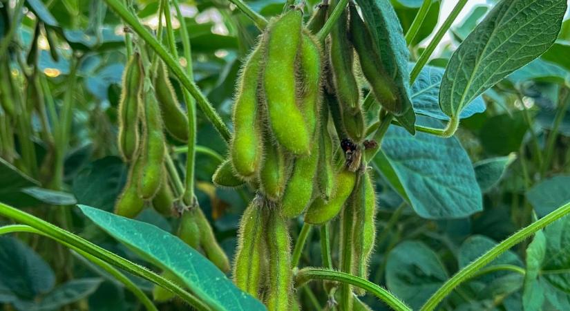 Szója: a stabil jövedelem kulcsa – korszerű fajtákkal a sikeres termesztésért