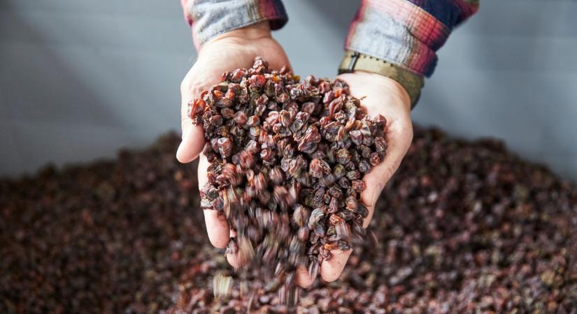 Grand Tokaj: ezért lesz különleges az idei évjárat