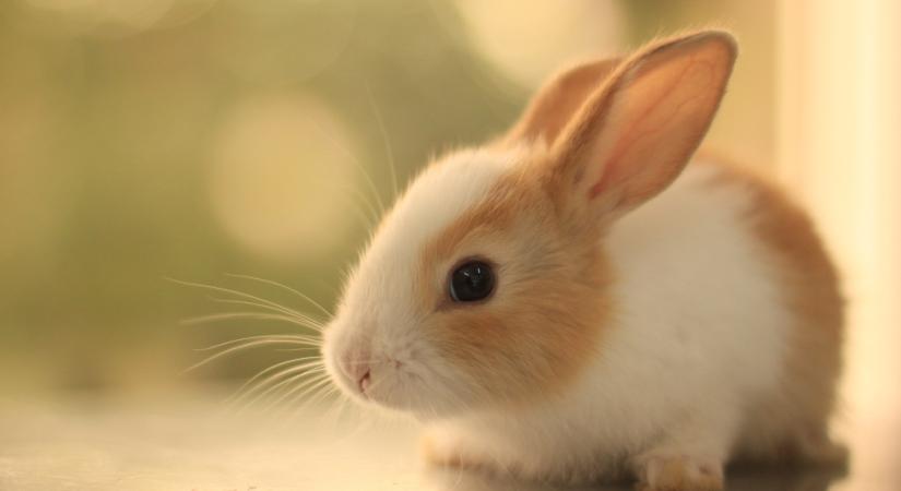 Összeveszett a pár, mérgükben meggyilkolták a nő nyulát