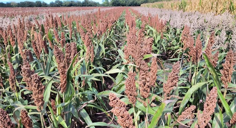 Ezzel a módszerrel a cirok is csúcstermést hozhat