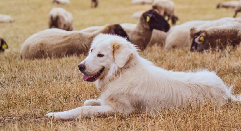 Nagyragadozók lepték el ezt a magyar területet: segítséget kérnek a helyiek